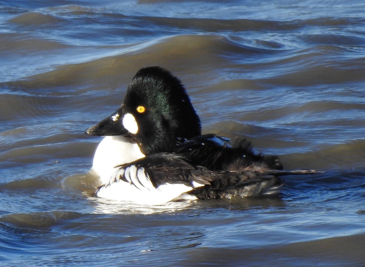 Common Goldeneye - ML304673901