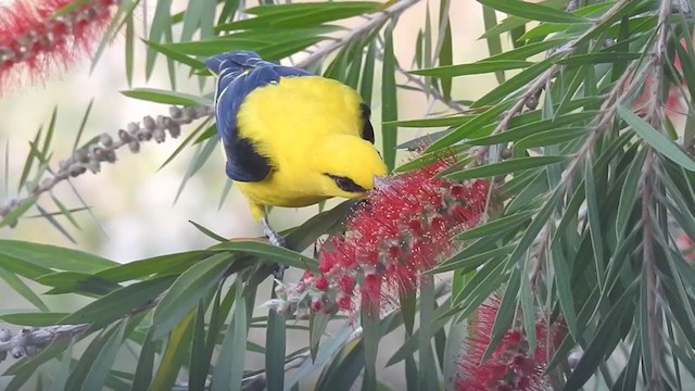 Indian Golden Oriole - ML304674141