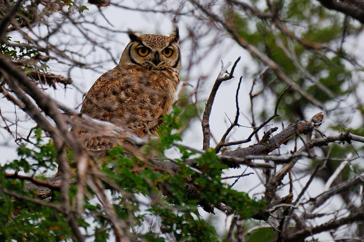 Lesser Horned Owl - Deanna Mueller-Crispin