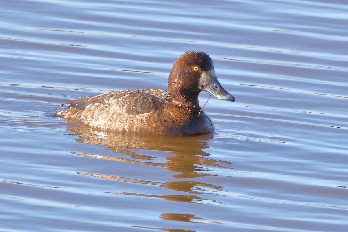 Greater Scaup - ML304675311