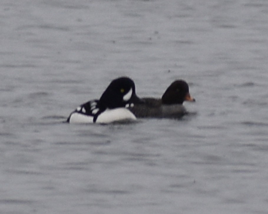 Barrow's Goldeneye - ML304675561