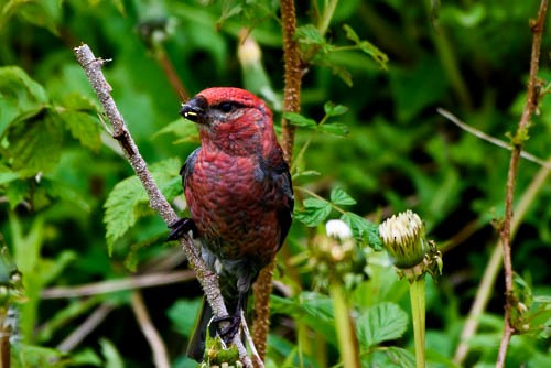 Pine Grosbeak - Frank King