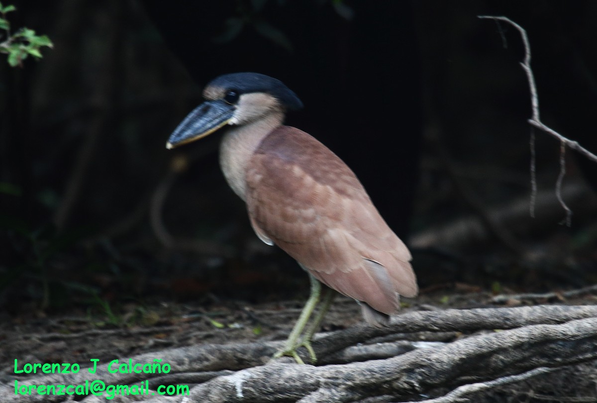 Boat-billed Heron - ML304677121