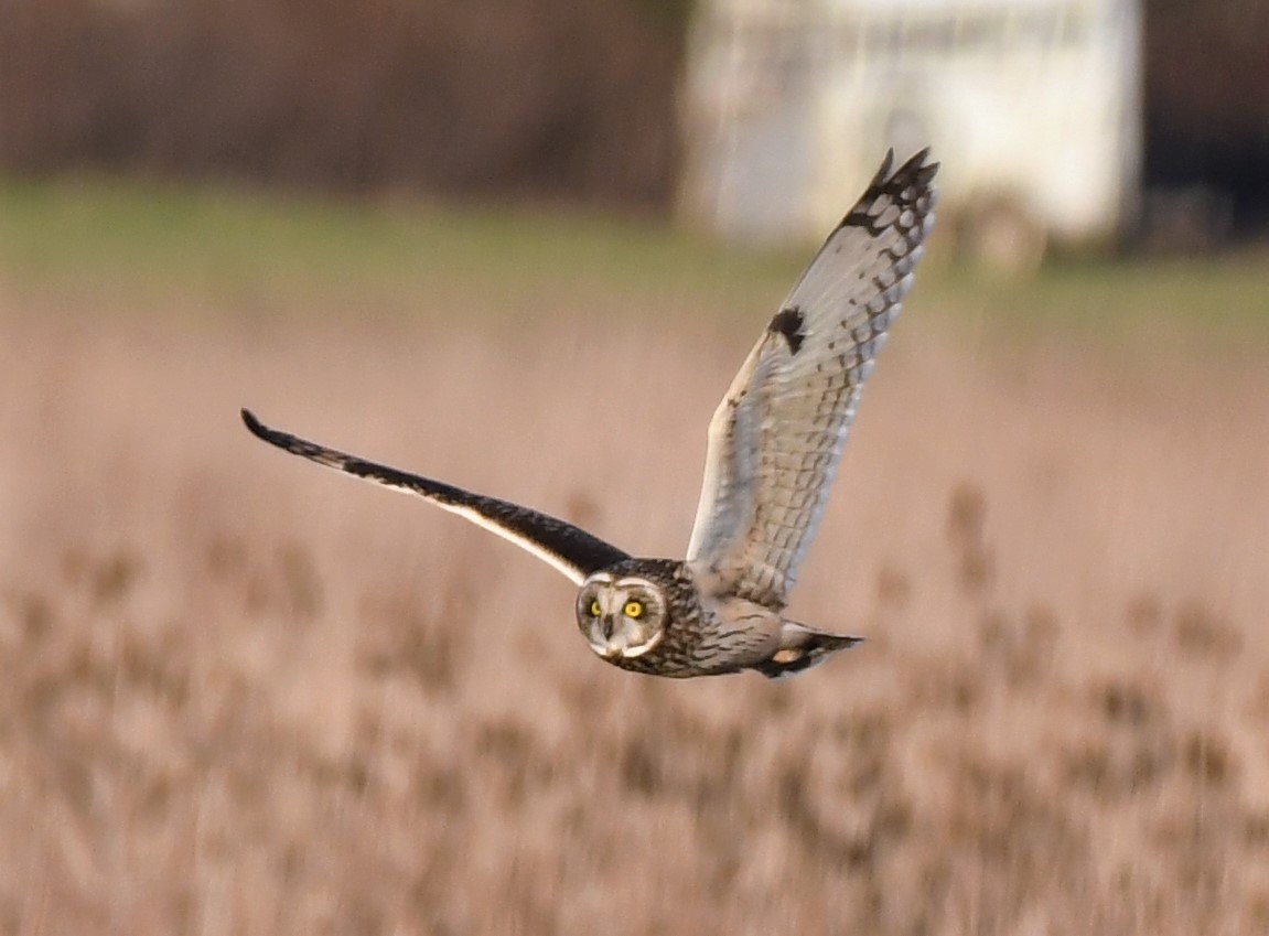 Short-eared Owl - ML304677311