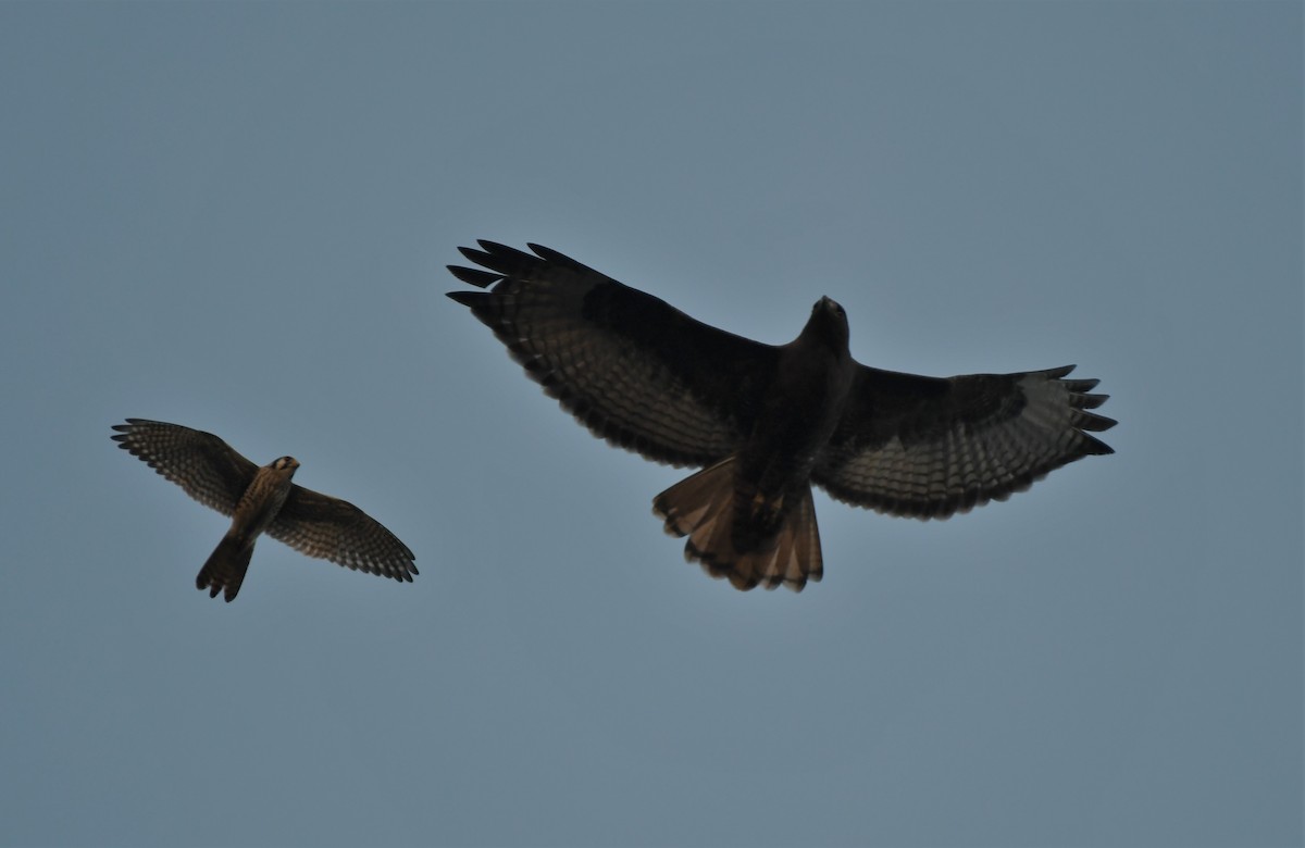 Red-tailed Hawk - ML304677361