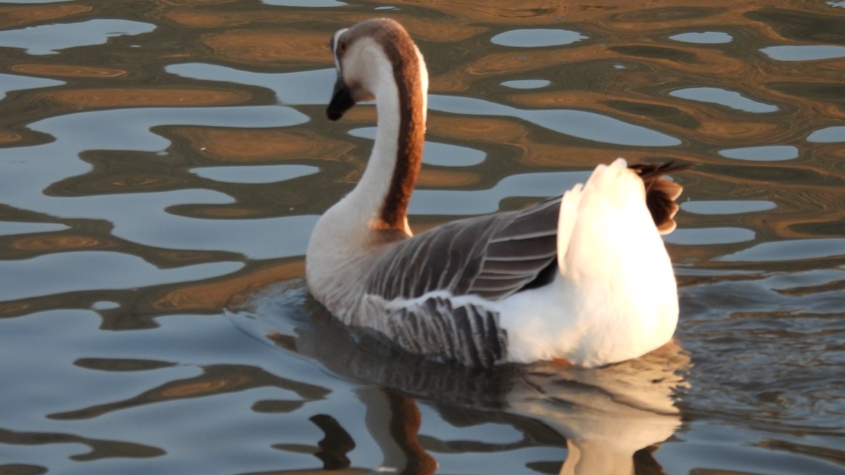 Swan Goose (Domestic type) - Karen Evans