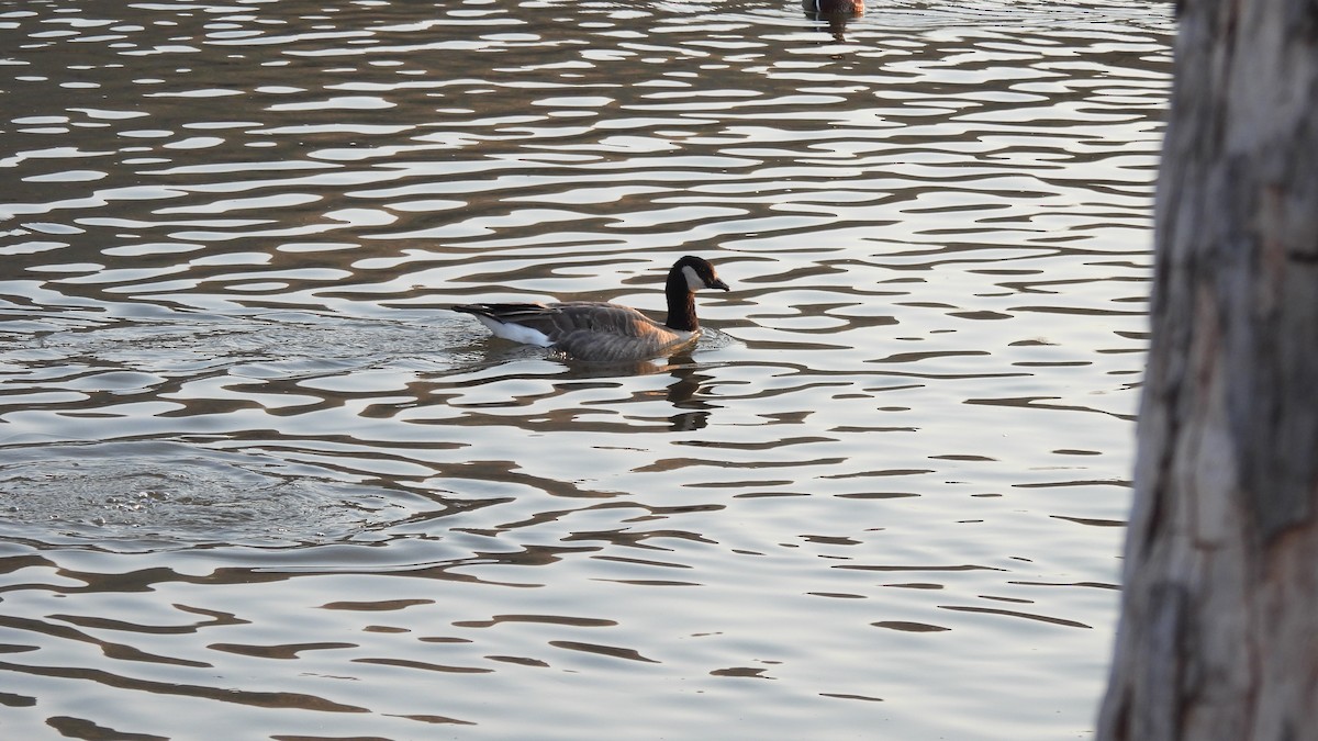 Cackling Goose - Karen Evans