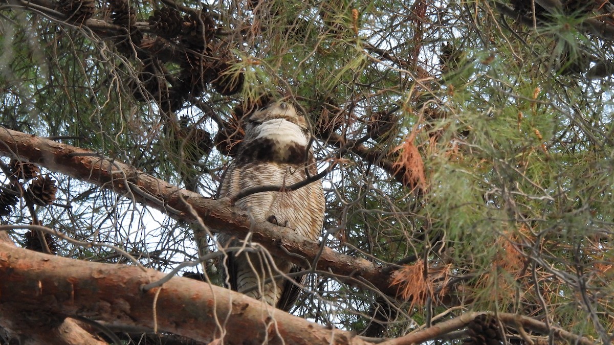 Great Horned Owl - Karen Evans