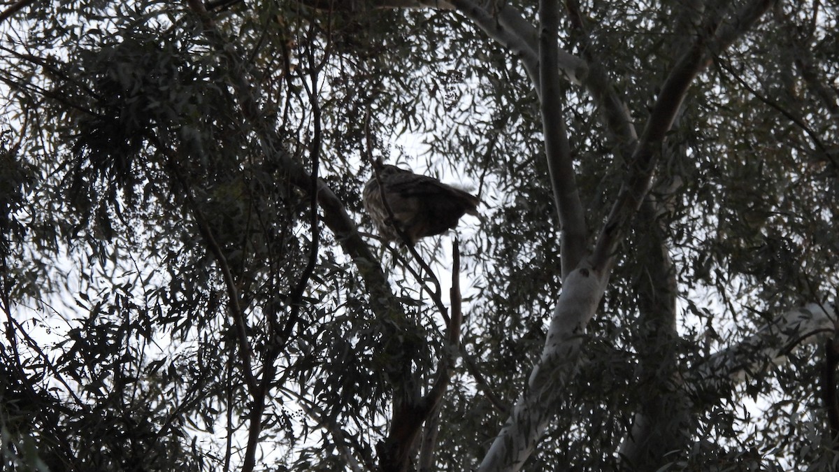 Great Horned Owl - ML304677721