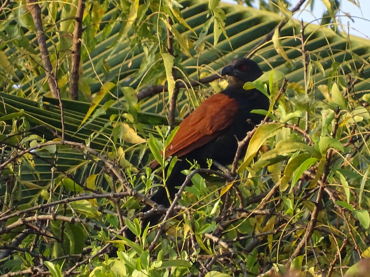Greater Coucal - ML304678721