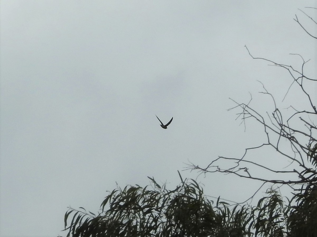 White-throated Needletail - ML304679241