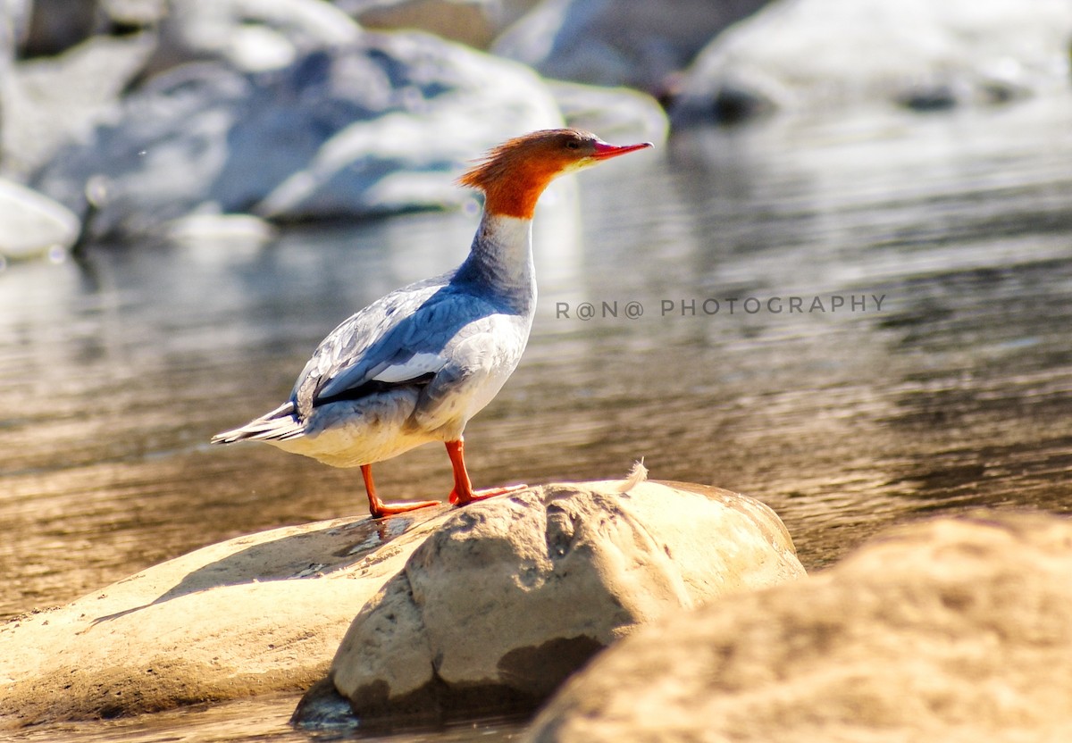 Common Merganser - ML304679471