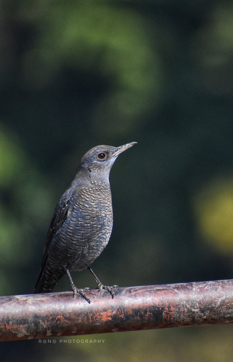 Blue Rock-Thrush - ML304679531