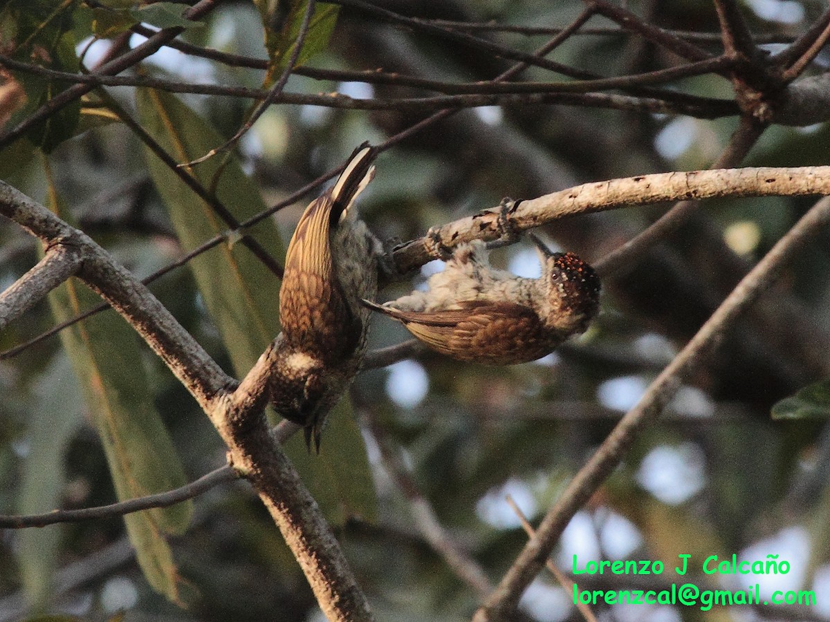 Scaled Piculet - ML304681001