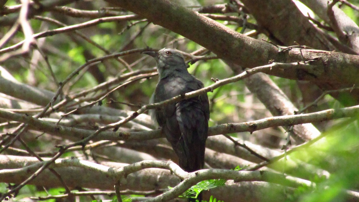 Gray-bellied Cuckoo - Kavinthiraa Marimuthu