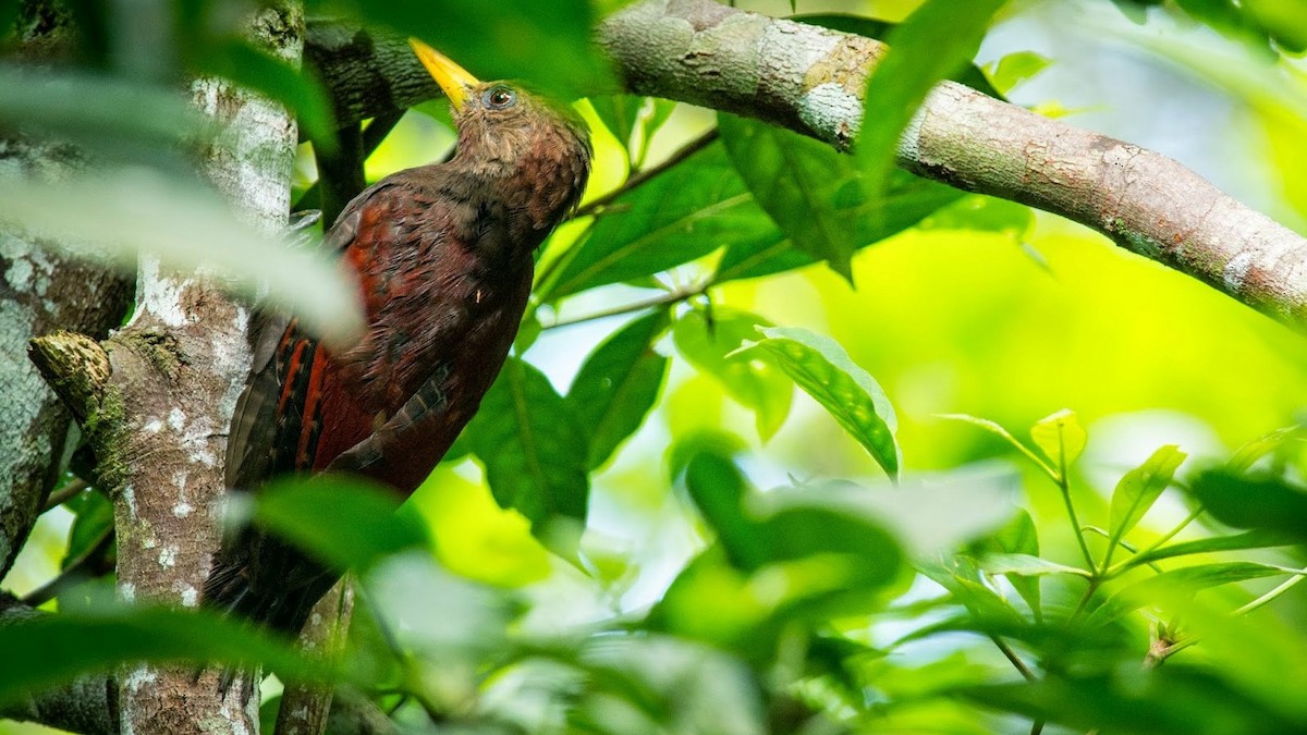 Maroon Woodpecker - Zurkanain Yahaya