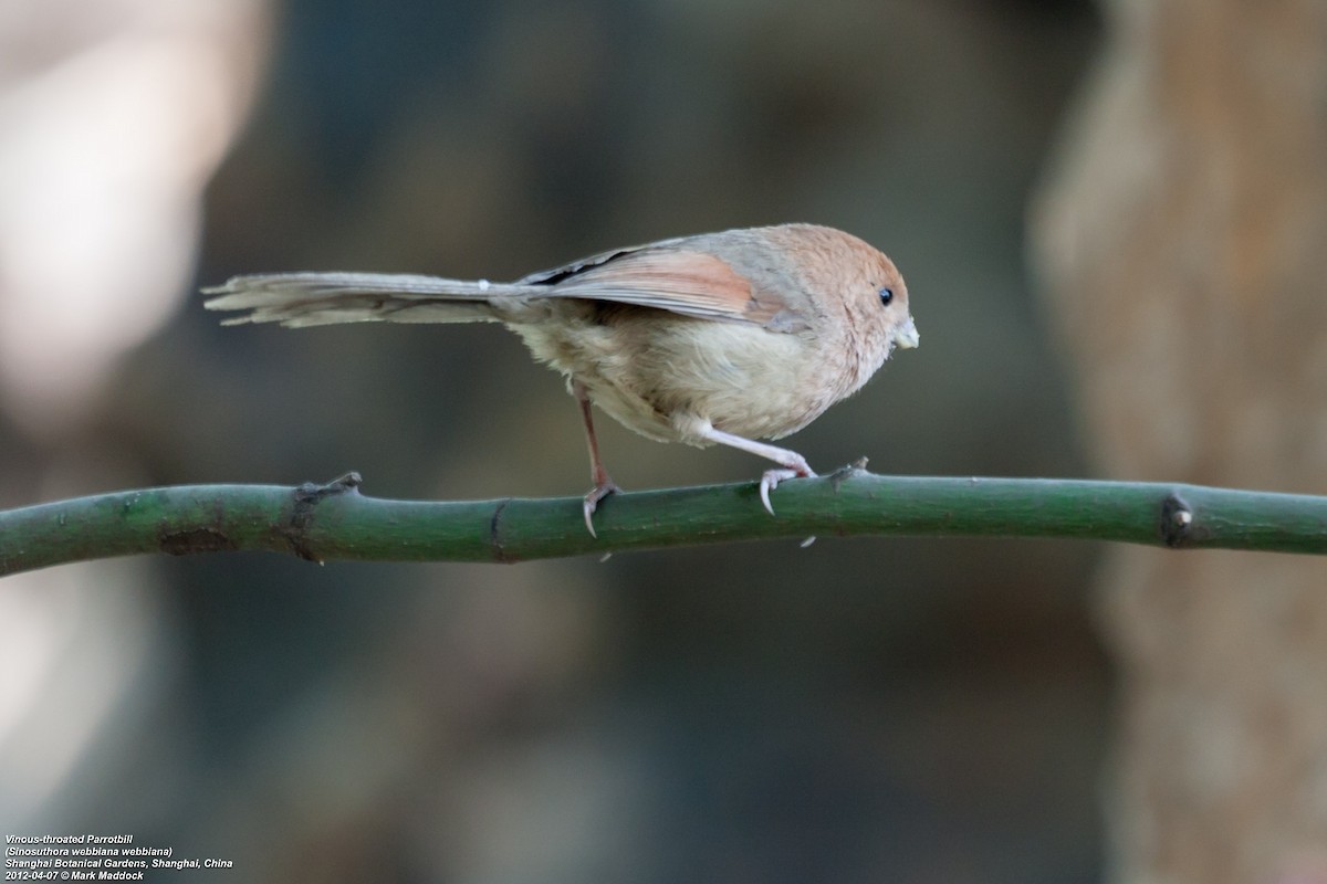 Vinous-throated Parrotbill - ML304685521