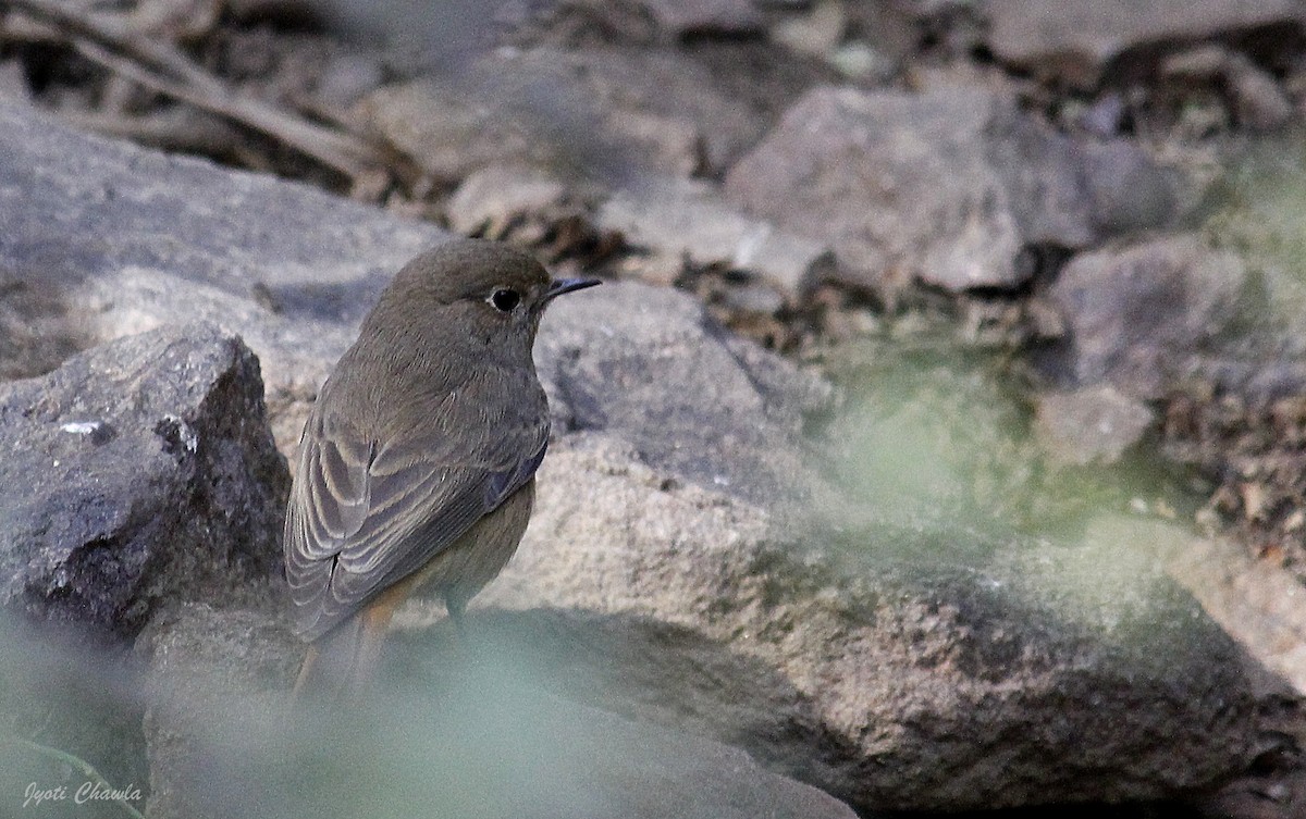 Black Redstart - ML304686141