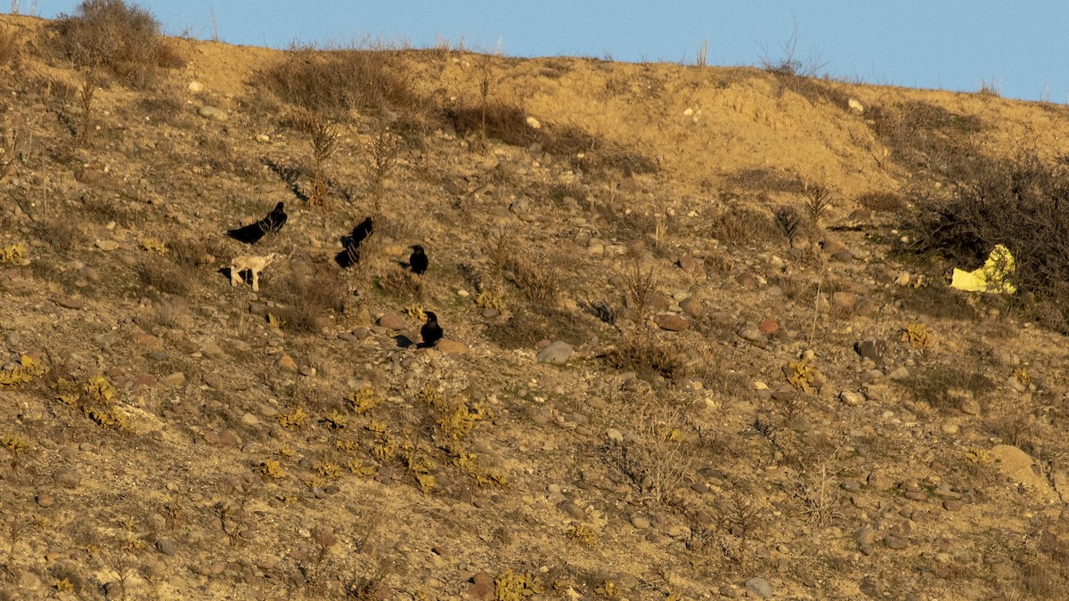 Common Raven - ML304688011