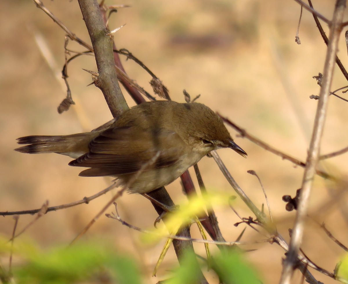 Blyth's Reed Warbler - ML304689081