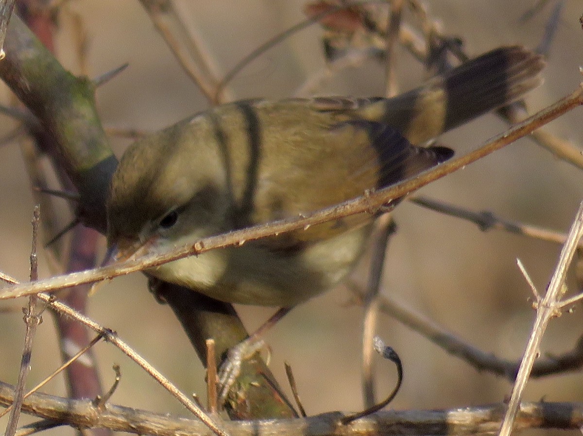 Blyth's Reed Warbler - ML304689091