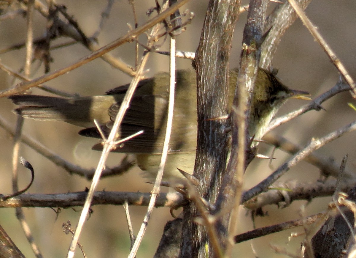 Blyth's Reed Warbler - ML304689111