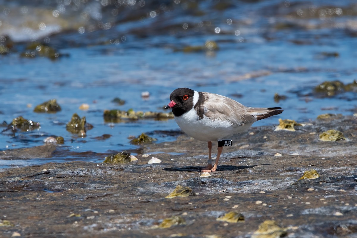 Hooded Plover - Cary Lewis