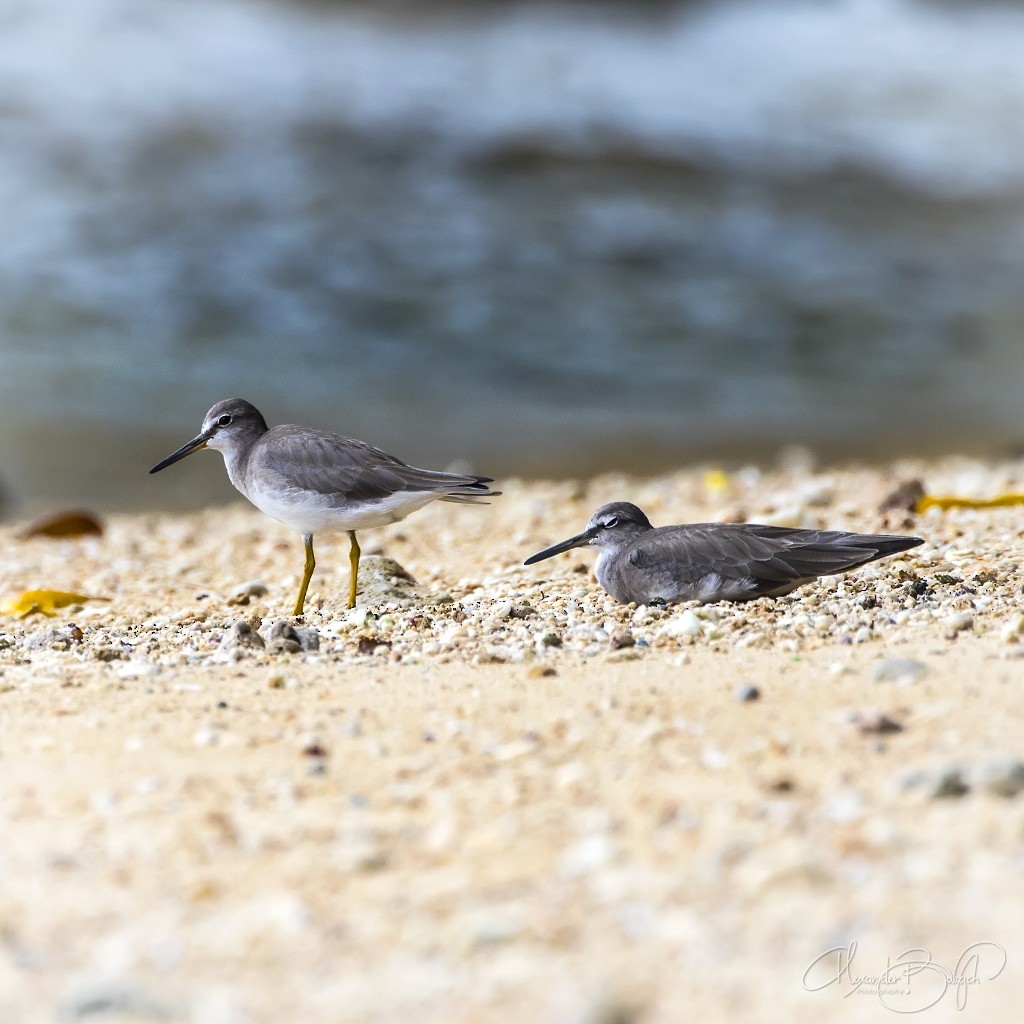 Gray-tailed Tattler - ML304689471