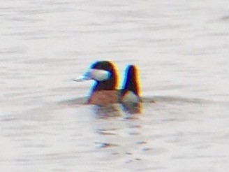 Ruddy Duck - Daryl Bernard