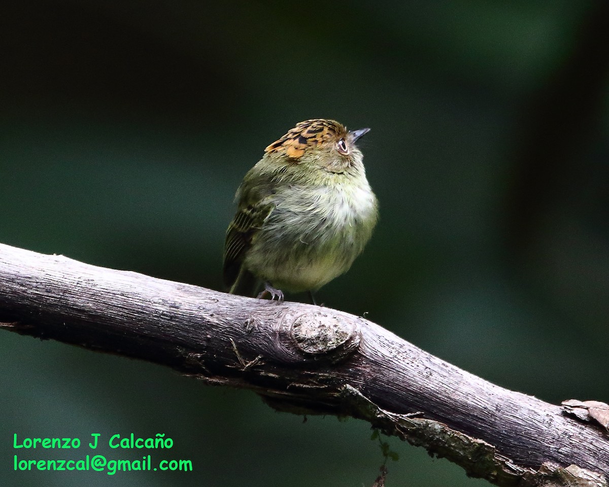 Scale-crested Pygmy-Tyrant - Lorenzo Calcaño