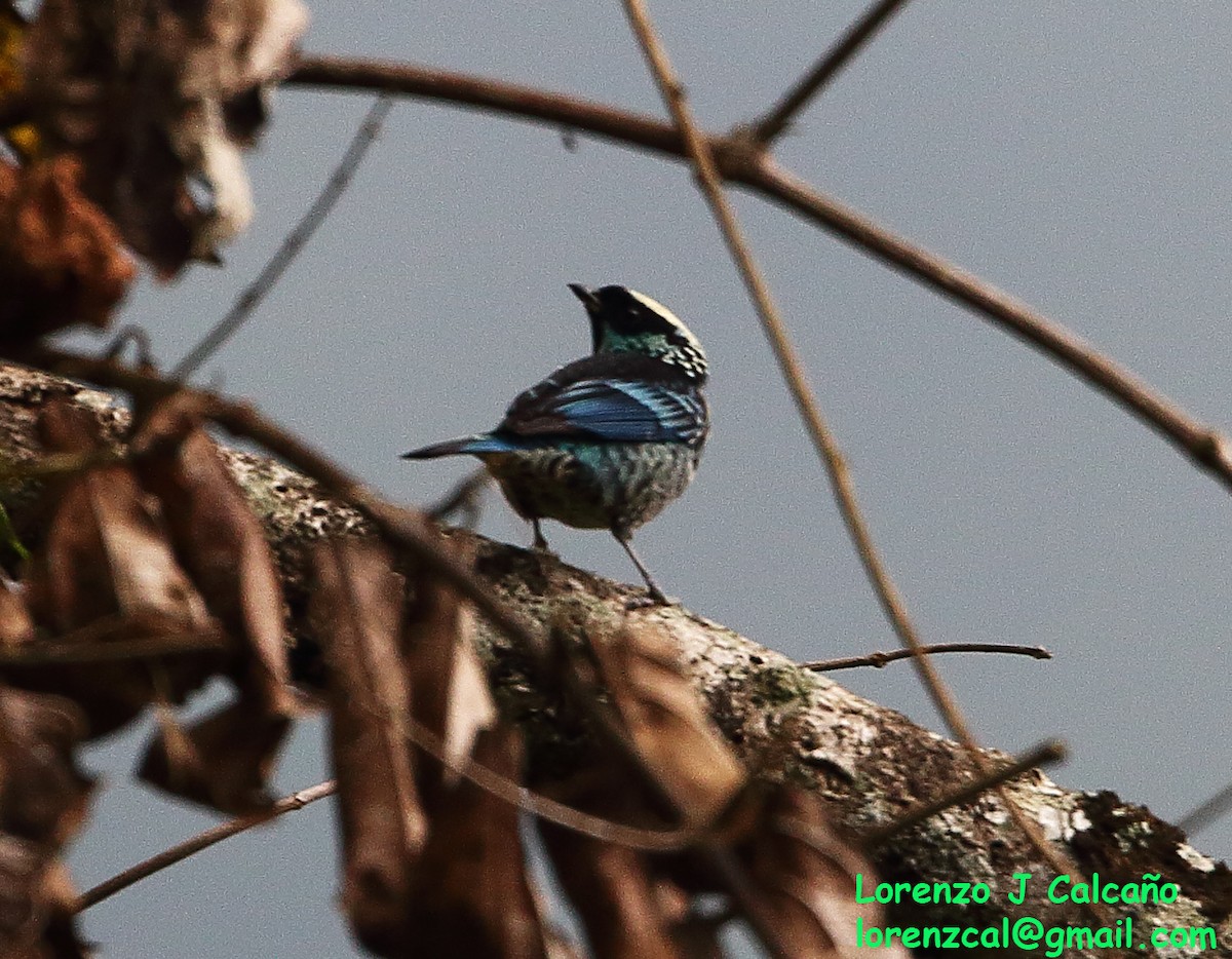 Beryl-spangled Tanager - Lorenzo Calcaño