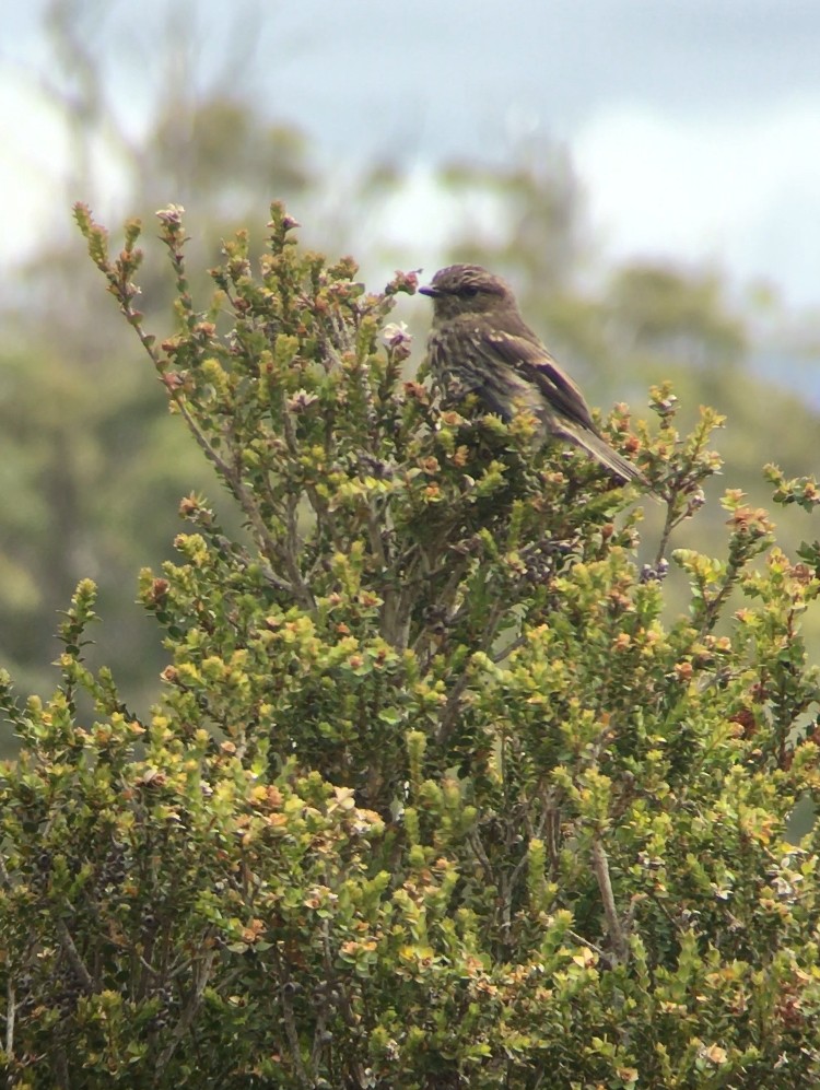 Dusky Robin - ML304690091