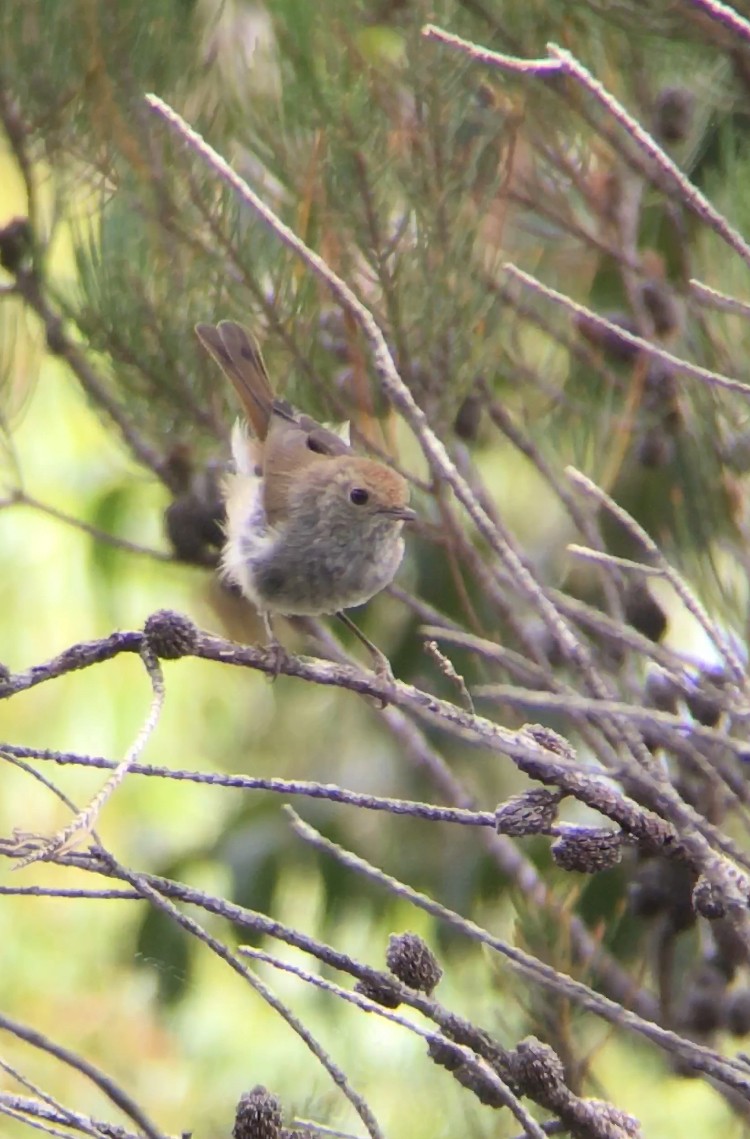 Tasmanian Thornbill - ML304690161