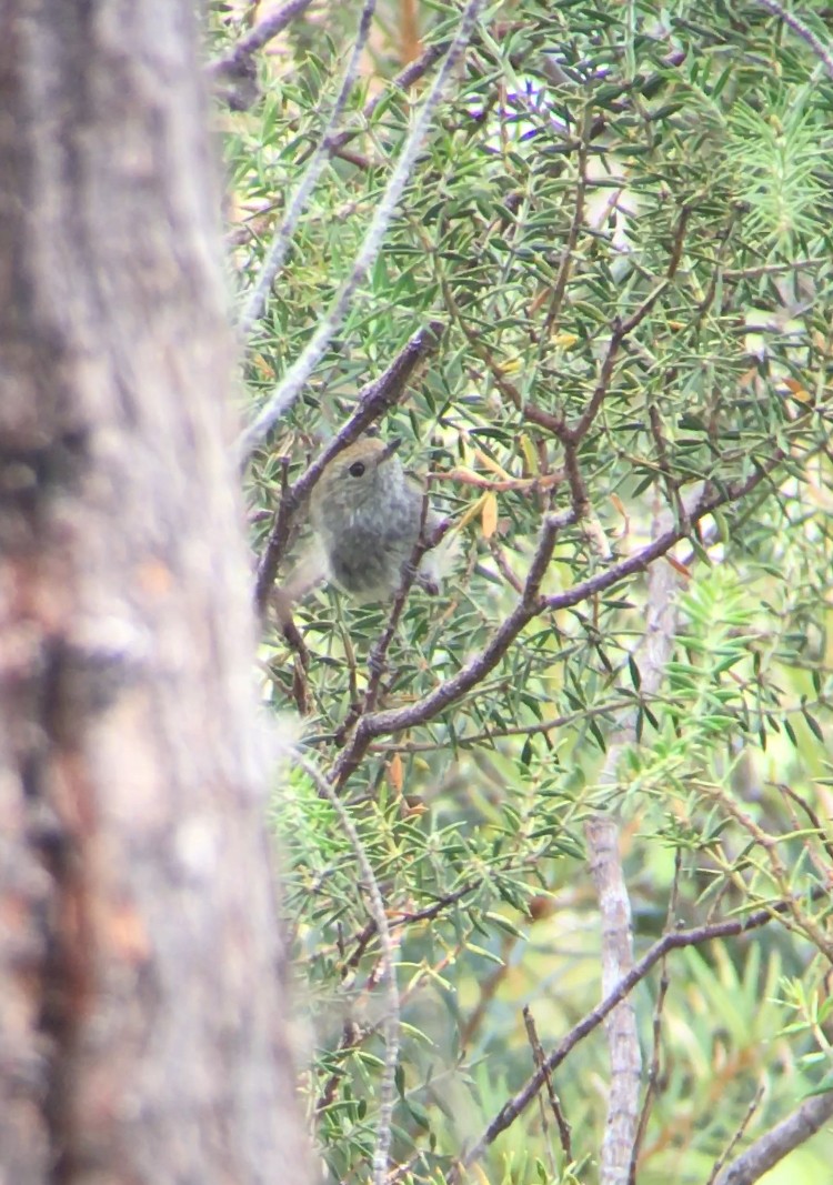 Tasmanian Thornbill - ML304690181