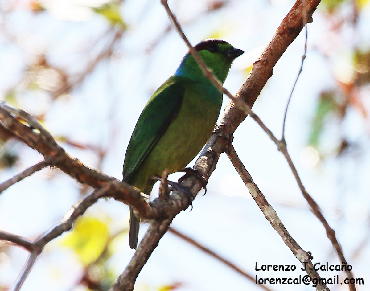 Chestnut-breasted Chlorophonia - ML304690361