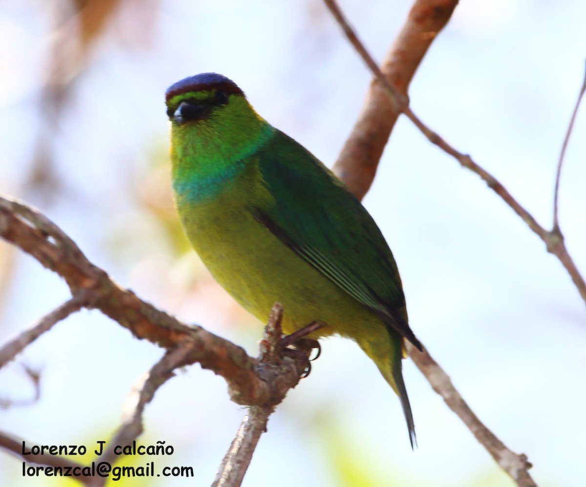 Chestnut-breasted Chlorophonia - ML304690401