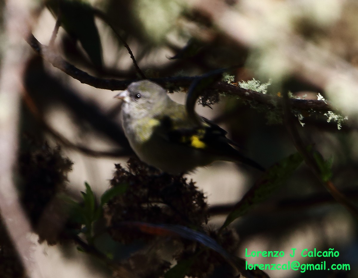 Andean Siskin - ML304690461