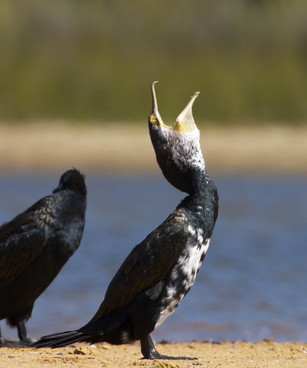 cormoran sp. - ML304690571