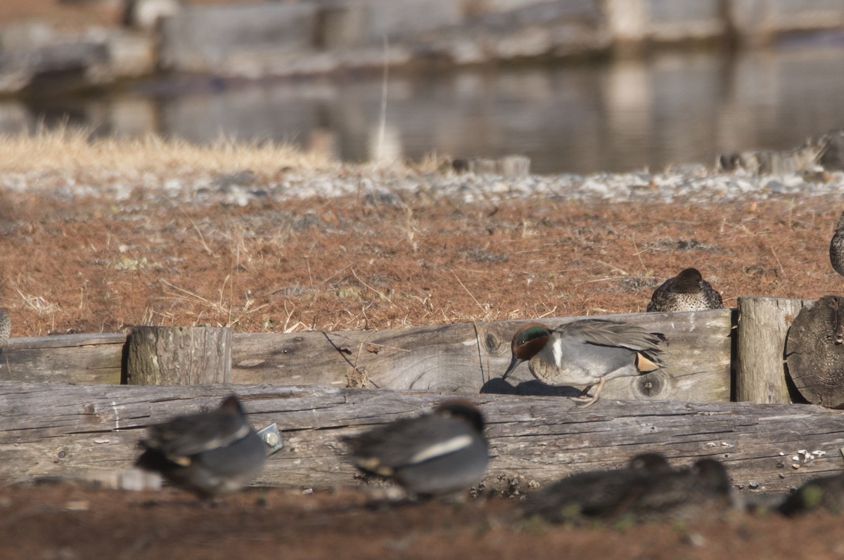 Sarcelle d'hiver (carolinensis) - ML304690591