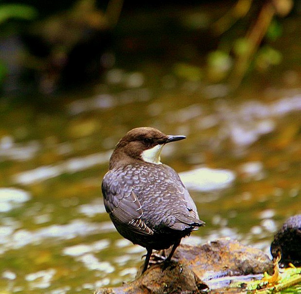 White-throated Dipper - ML304691761