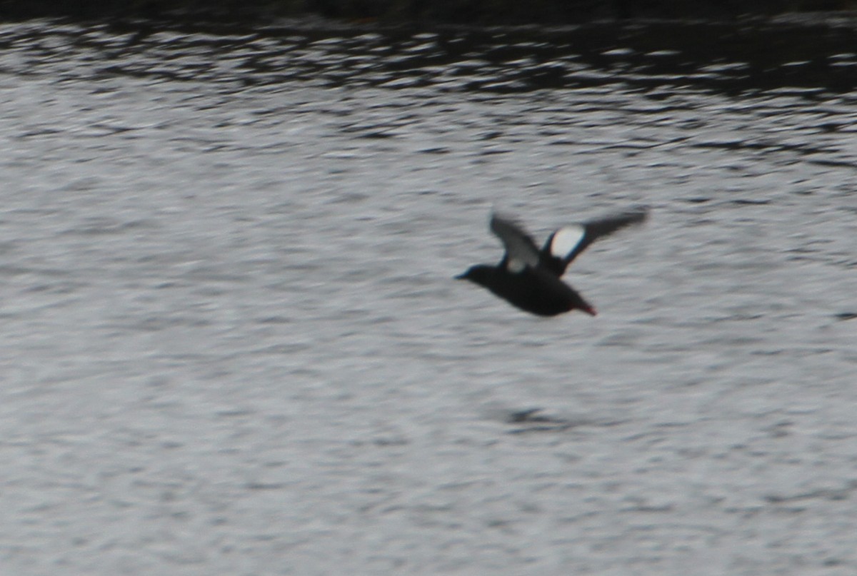 Black Guillemot - ML30469231