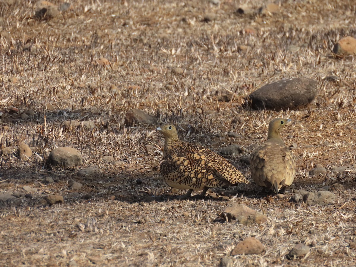 Chestnut-bellied Sandgrouse - ML304693801