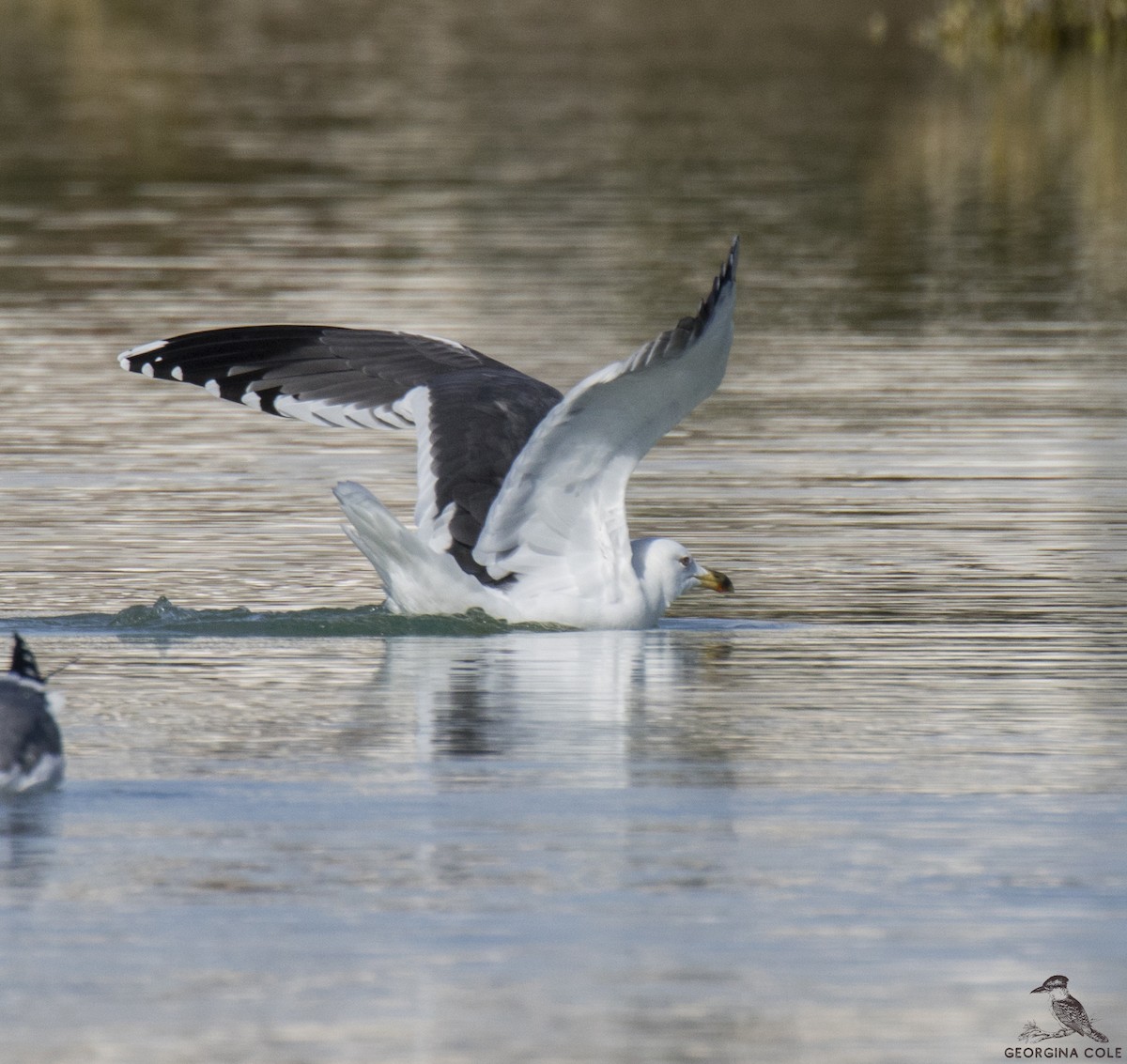 Lesser Black-backed Gull (Heuglin's) - Georgina Cole