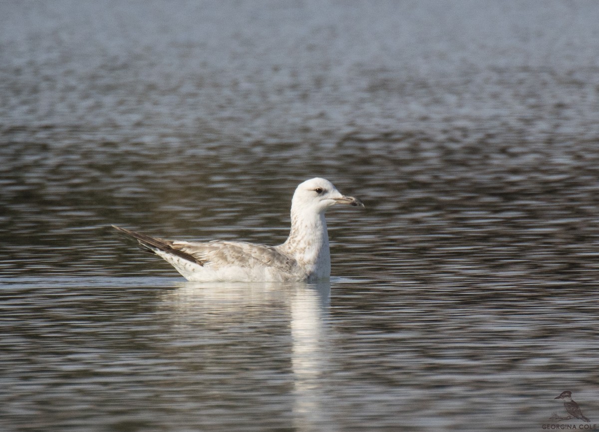 Lesser Black-backed Gull (Steppe) - Georgina Cole