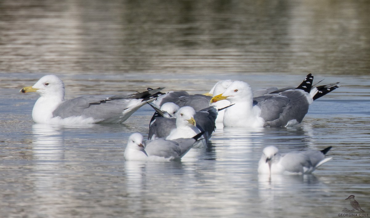 Lesser Black-backed Gull (Steppe) - Georgina Cole