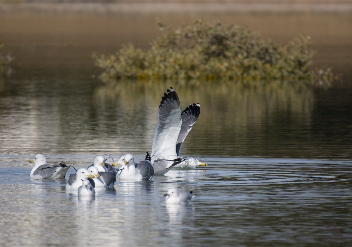 Lesser Black-backed Gull (Heuglin's) - Georgina Cole