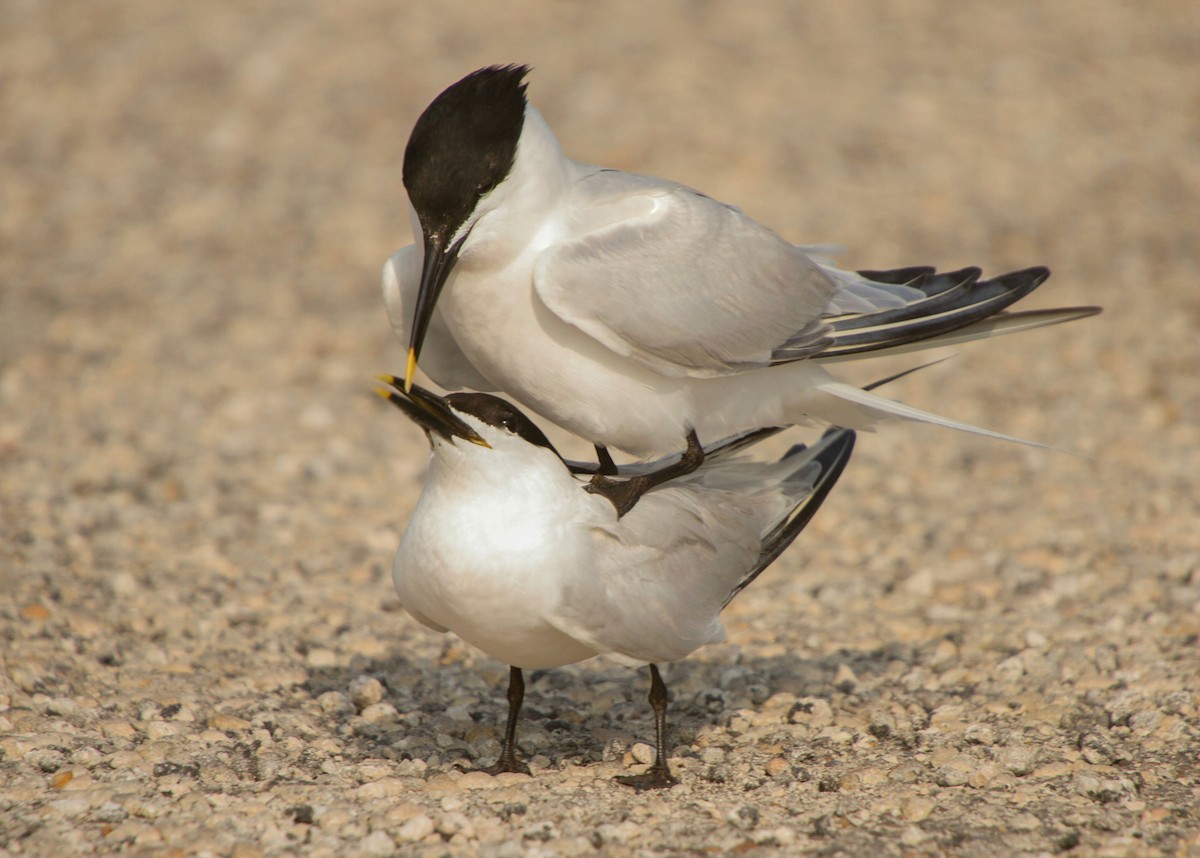 Sandwich Tern - ML30469501