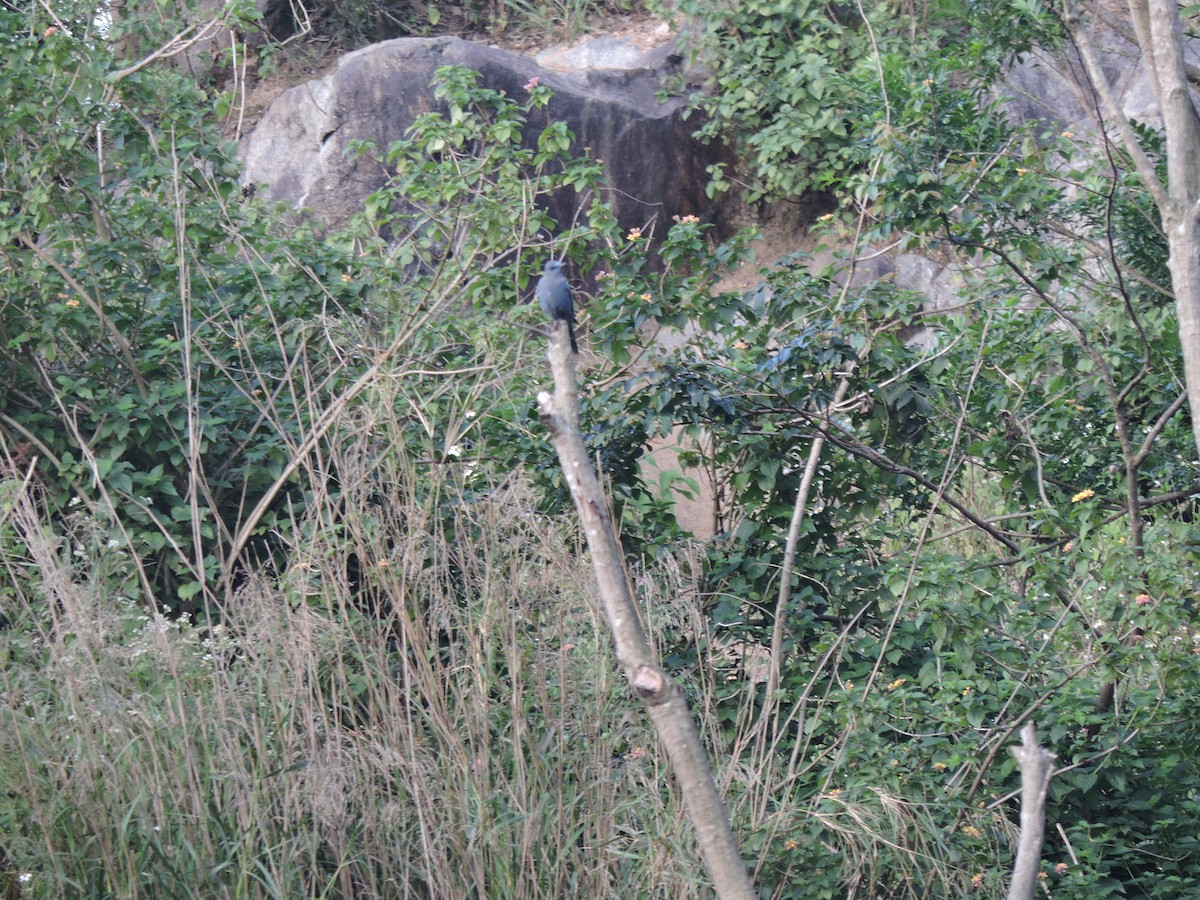 skalník modrý (ssp. pandoo) - ML304695111