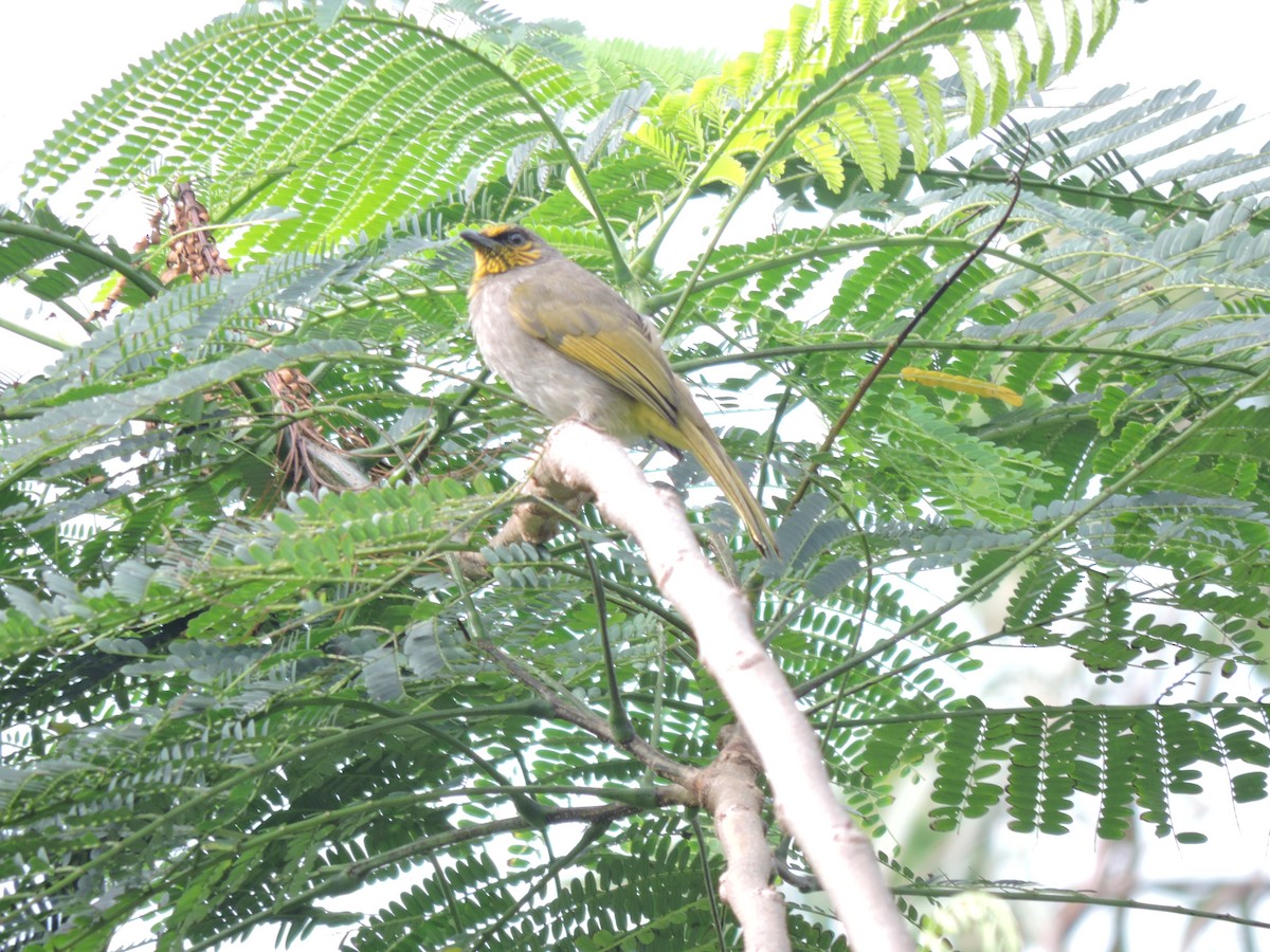 Stripe-throated Bulbul - ML304695211