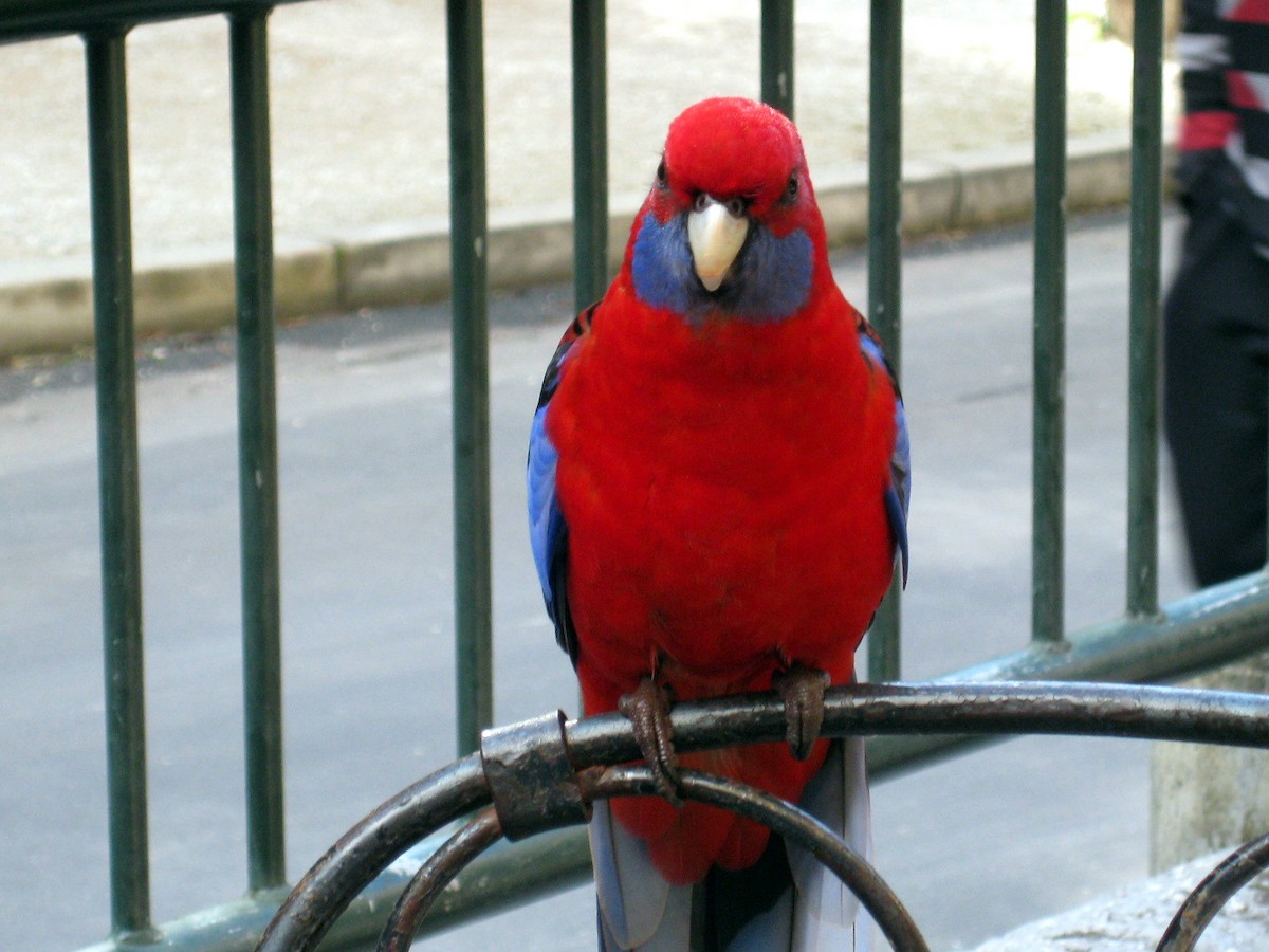 Crimson Rosella (Crimson) - ML304695361